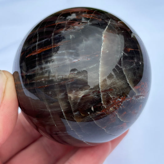 Petrified Wood Sphere #1 from UK Wholesale Crystals